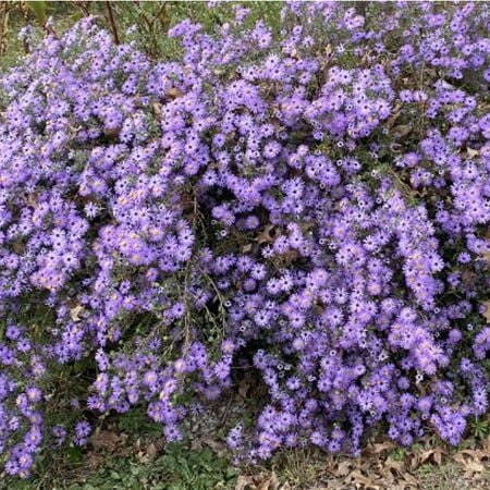 Oblongifolius, Aster Seeds - Packet image number null